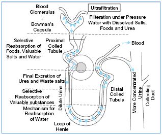 MBD_SR_Sci_Class10_Ch6_110